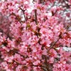 Tree 2 Okame Flowering Cherry Trees - 6-12" Tall Seedlings