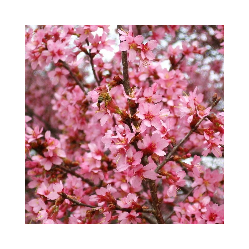 Tree 2 Okame Flowering Cherry Trees - 6-12" Tall Seedlings