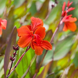Canna Flower Seeds - Tropical Series: Bronze Scarlet - 25 Seeds - Annual Flower Garden Seeds - Canna x generalis