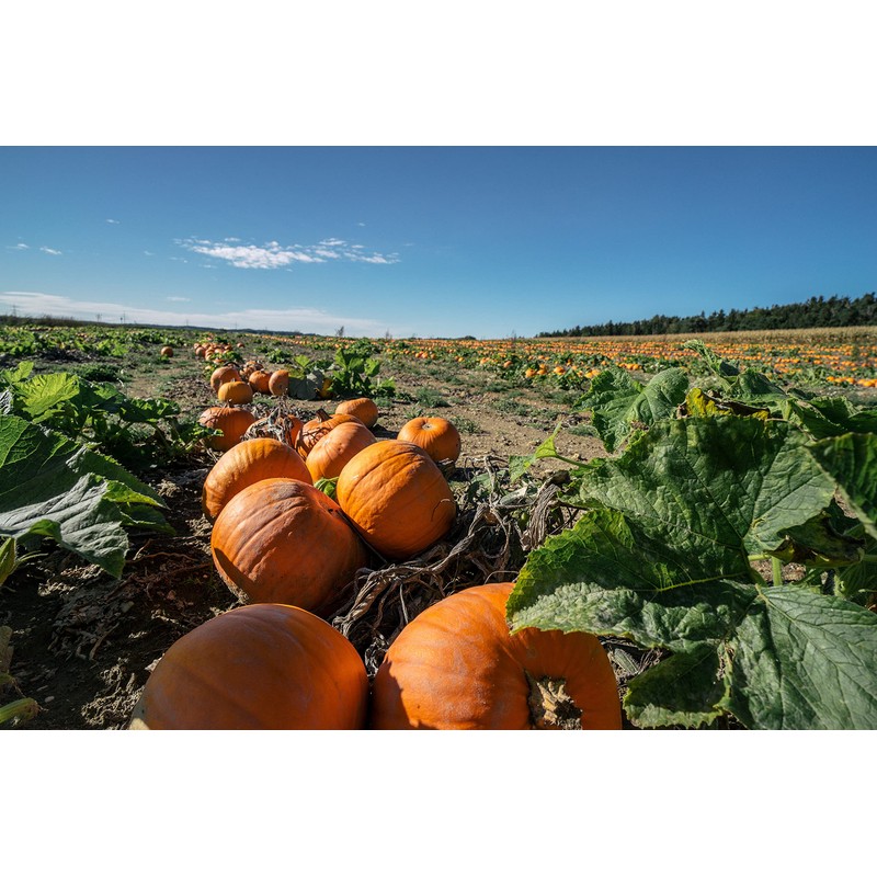 Pumpkin Seeds, 25+ Sugar Pie, Heirloom, Non GMO Seeds, Cucurbita