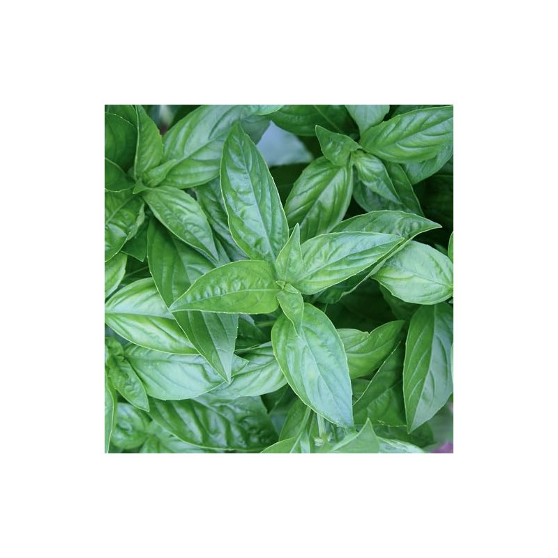 Burpee 'Sweet' Basil, 600mg Non-GMO Herb Seeds for Planting