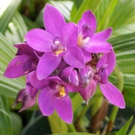 Orchids Spathoglottis plicata Purple Ground Orchid Live Plant Indoor Outdoor Graden