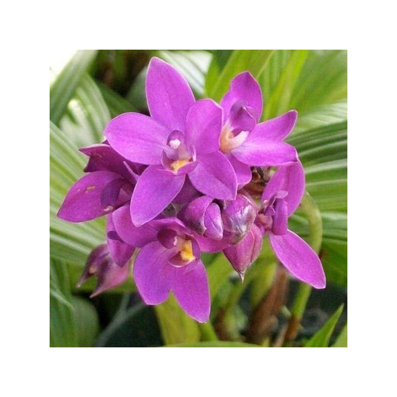 Orchids Spathoglottis plicata Purple Ground Orchid Live Plant Indoor Outdoor