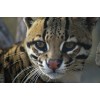 Handmade Ocelot Taxidermy Reference Photo Cd
