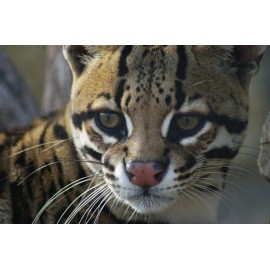 Handmade Ocelot Taxidermy Reference Photo Cd