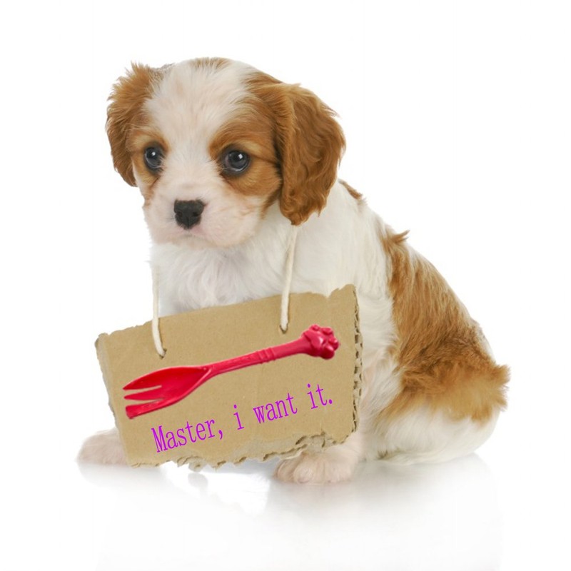 Kunhe Pet Dog Cat Feeding Scooping Can Tin Food Fork