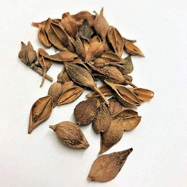 Plum Dragon Lian Qiao - Mature Fructus Forsythiae -Weeping Forsythia Fruit Chinese Herb -1 Oz
