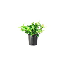 Viburnum Suspensum | 2 Large Gallon Size Plants I Sandankwa I Live Durable Evergreen Shrub with Fragrant Blooms, Ideal for Hedges, Privacy Screens, and Ornamental Landscaping