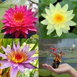 3 Pre-Grown Hardy & Tropical Waterlilies Rhizomes Live Tuber in Yellow, Red, Blue Flower for Indoor-Outdoor Pond Decoration