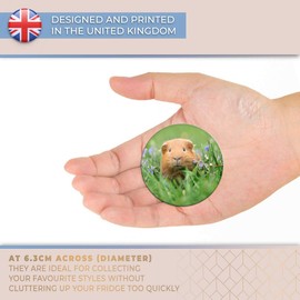 Destination Vinyl ltd Magnet for Refrigerator, Fridge - Cute Ginger Guinea Pets Animals Fun for Office, Cabinet and Whiteboard, Magnetic Stickers, 8558