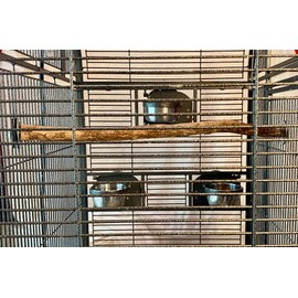 Polly's Full Length Hardwood Bird Perch, 28-Inch