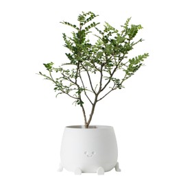TOPOLA Happy Face Planter, 5.2 Inches Plastic Plant Pot, Self Watering Plant Pot with Drainage Holes for Indoor Outdoor, Succulent Pot, Funny Flower Pot, White