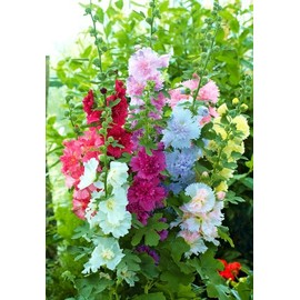 KIRA SEEDS - Hollyhock Double Majorette Mix - Perennial Flowers for Planting - GMO Free
