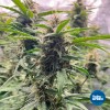 ToDo Hydro Grow Pot Original 2gal DWC Hydro Bucket Kit