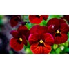 Viola Seeds Arkwright Ruby Viola Cornuta Pansies Red 40+ Seeds