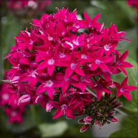 1000+ Perennial Pentas Lucky Star Seeds for Planting Outdoor-Pentas Lanceolata Flowers Non-GMO -Egyptian Star Cluster Seeds Garden Home Plant