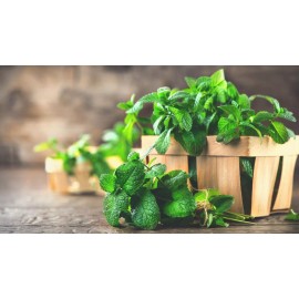 Natures Potions Ltd PEPPERMINT SEEDS, 100 Seeds, Mentha Piperita, Organic, Perennial, Medicinal