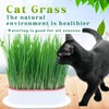 NEKOSEKO Cat Grass Hydroponics,Can Be Used Three Times, Indoor Soilless