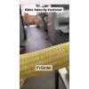 KSGARDEN 10GR = 30+ PCS WAXY CORN WHITE EXTRA STICK