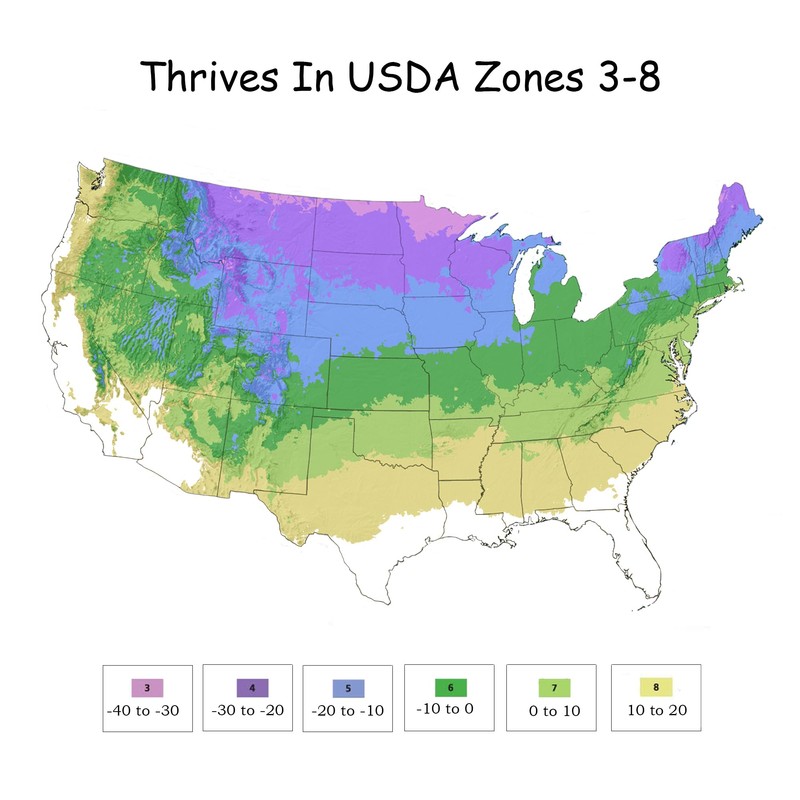 2 Gallon Proven Winners Arborvitae North Pole Shrub