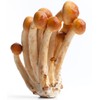 Hawlik Pilzbrut I the Original I Tuscan Mushroom as Dowel