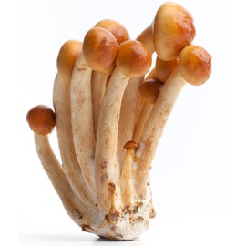 Hawlik Pilzbrut I the Original I Tuscan Mushroom as Dowel Breed for Growing Yourself I Japanese Stick Sponge | Easy to Grow Fresh Mushrooms