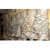 KIRA SEEDS - Oyster Mushrooms Spores - Heirloom Vegetable -