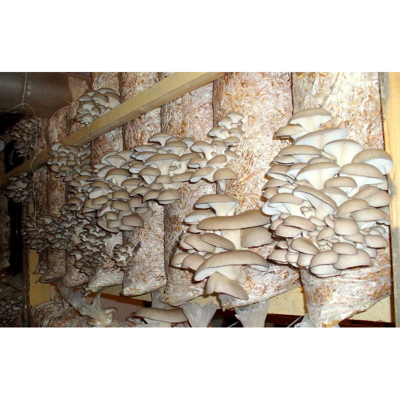 KIRA SEEDS - Oyster Mushrooms Spores - Heirloom Vegetable -