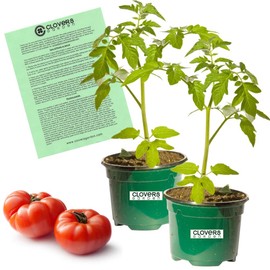 Clovers Garden Big Beef Tomato Plant- Two (2) Live Plants – NOT Seeds – in 3.5 Inch Pot