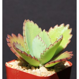 Kalanchoe daigremontiana Mexican hat Plant Rare Succulent Exotic Cactus Cacti 2"
