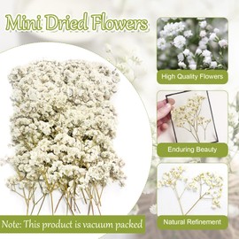 100 pezzi paniculata conservata (bianco) - Fiori secchi piccoli naturali per gioielli in resina e fai da te