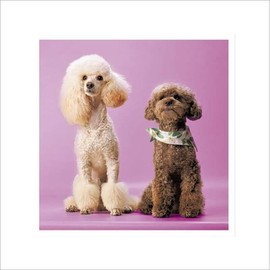 Cute Birthday Card Poodle Power Dogs Groomed - Fun Design Greeting Card