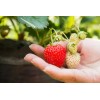 Basfoliar Amino Sl Aminoácidos Con Npk Compo Expert 1 L