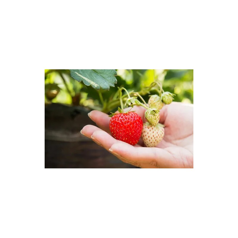 Basfoliar Amino Sl Aminoácidos Con Npk Compo Expert 1 L