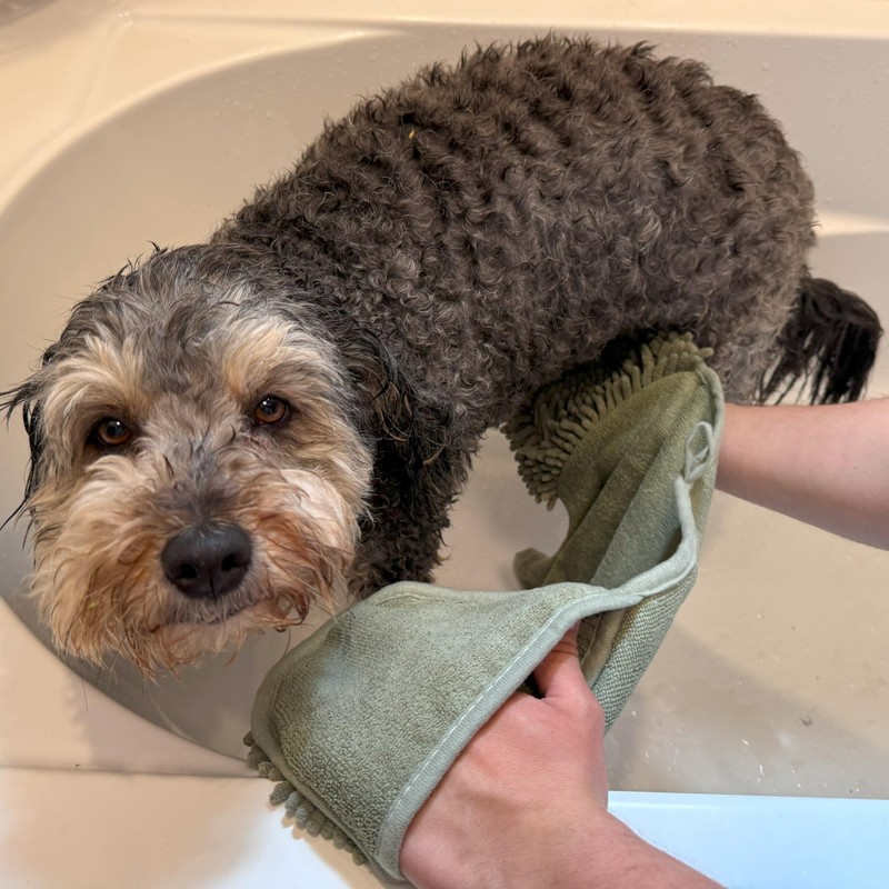 SPOT Clean Paws Chenille Microfiber Dog Towel, Super Absorbent with
