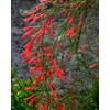Firecracker Red | 1 Extra Large 3 Gallon Plant |