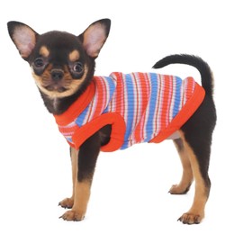 LOPHIPETS 100% Cotton Rib Dog Shirt Vest for Small Dogs Teacup Chihuahua Yorkie Puppy Clothes Tank Tee-Red/XXS