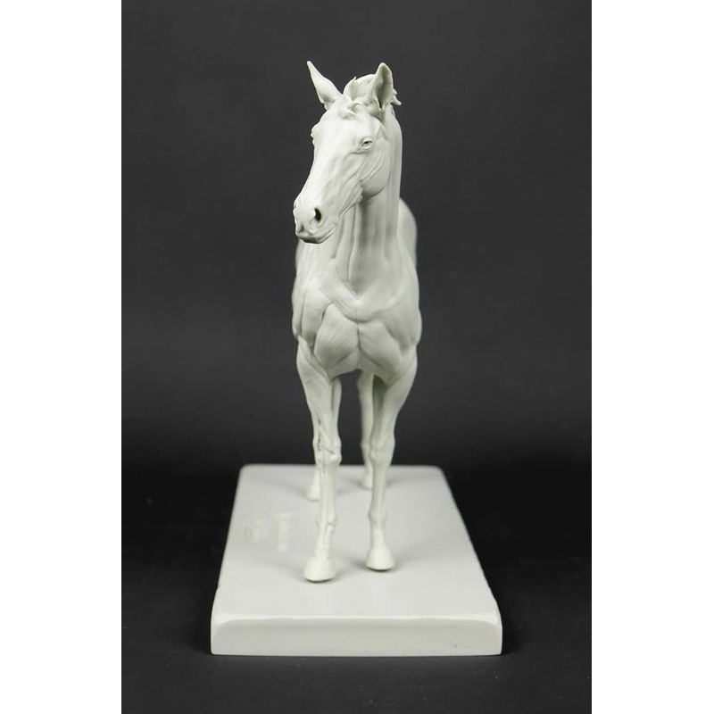 3dtotal Anatomy: Equine figure