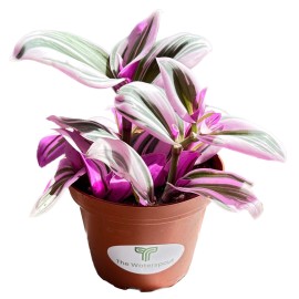 The Green Bottle Pink Purple Wandering 'Tradescanita Zabrina' live Plant in 4 inch Pot w/ Soil