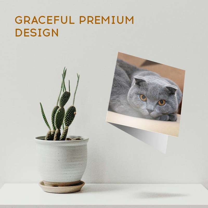 1 x Greeting Card Blue Grey Scottish Fold Cat -