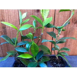 3 Star Jasmine, Live Plants, Thriving Inside 2.5" Nursery Cubes, Trachelospermum Jasminoids