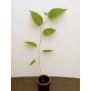 Unbranded 3 Pack - RED MULBERRY LIVE STARTER PLANTS (6