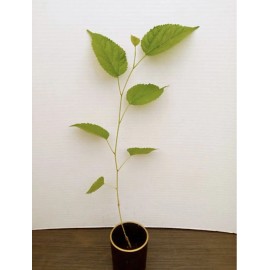 Unbranded 3 Pack - RED MULBERRY LIVE STARTER PLANTS (6 To 12 Inches Tall)