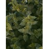 Stinging Nettle Seeds (Urtica Dioica) from Germany - Pure Vegan