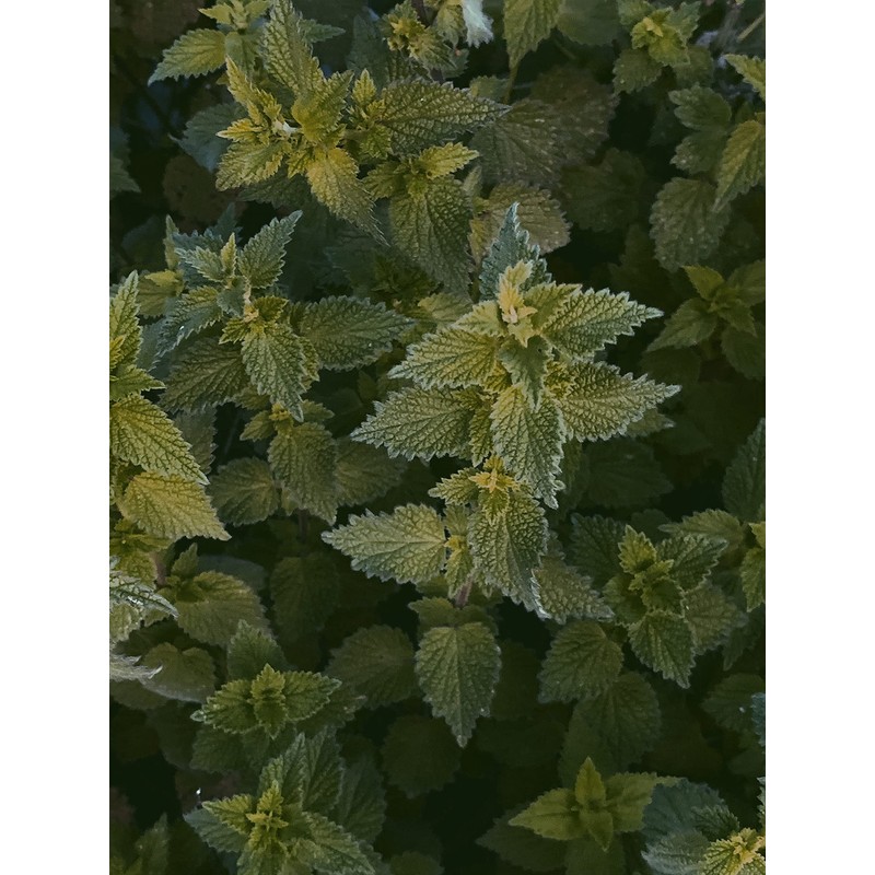 Stinging Nettle Seeds (Urtica Dioica) from Germany - Pure Vegan