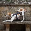 Snootiful Hound Sighthound Harness for Greyhounds, Whippets and Lurchers -