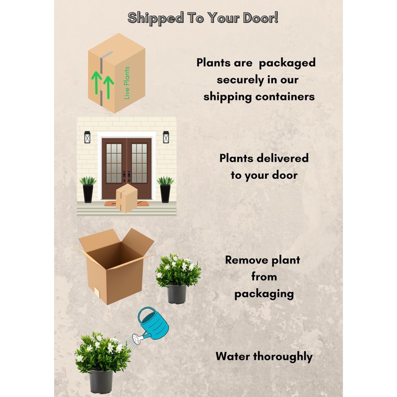 Shrub Frostproof Gardenia 2.5 Qt, White Blooms