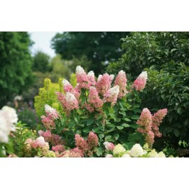 No Brand PINKY WINKY® Hydrangea – Live Plant in Quart Pot (6–12" Tall)