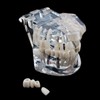 Transparent Dental Disease Model, Standard Implant Demonstration Teeth Model for