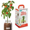 Back to the Roots Self-Watering Tomato Planter Organic Cherry Tomatoes